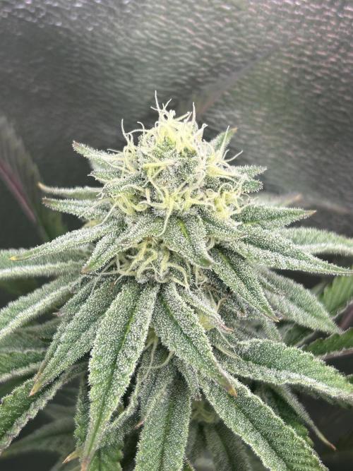 Permanent Chimera #35. Week 10