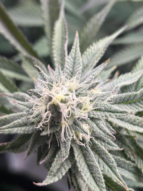 Permanent Chimera #35. Week 10