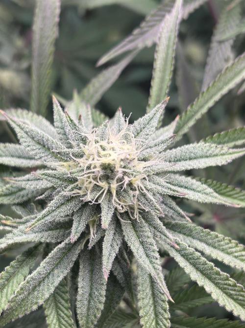 Permanent Chimera #35. Week 10