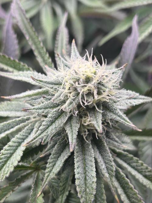 Permanent Chimera #35. Week 10