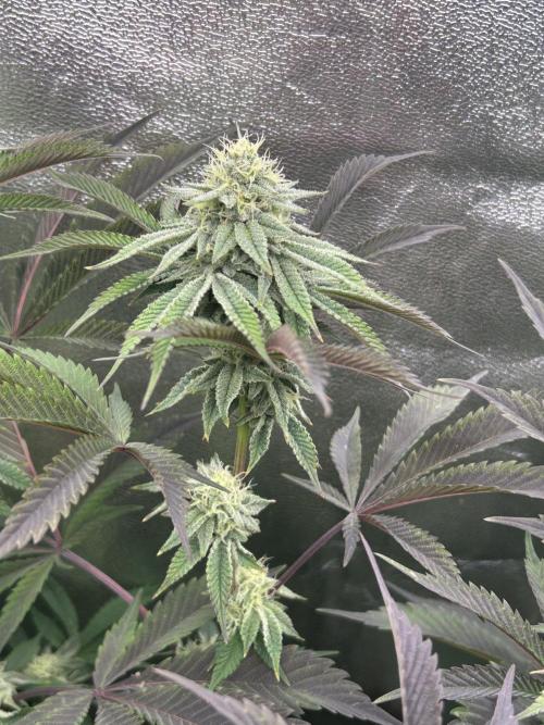 Permanent Chimera #35. Week 10