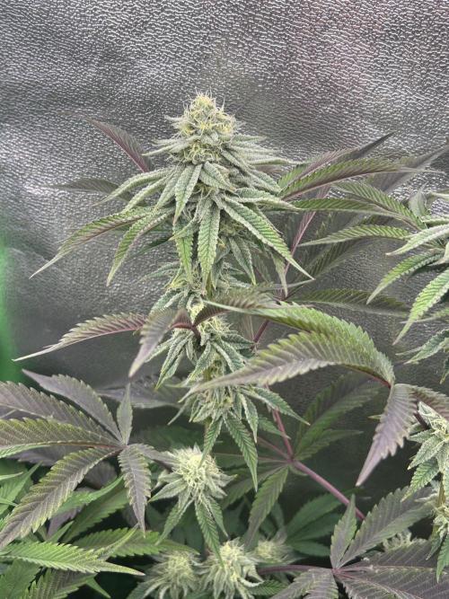 Permanent Chimera #35. Week 10