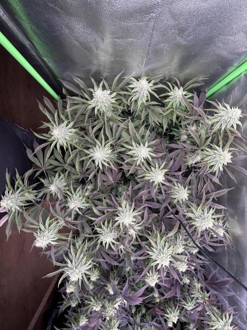 Permanent Chimera #35. Week 10