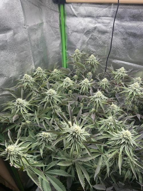 Permanent Chimera #35. Week 10