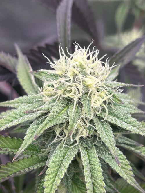 Pina Colada. Week 10