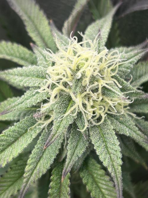 Pina Colada. Week 10