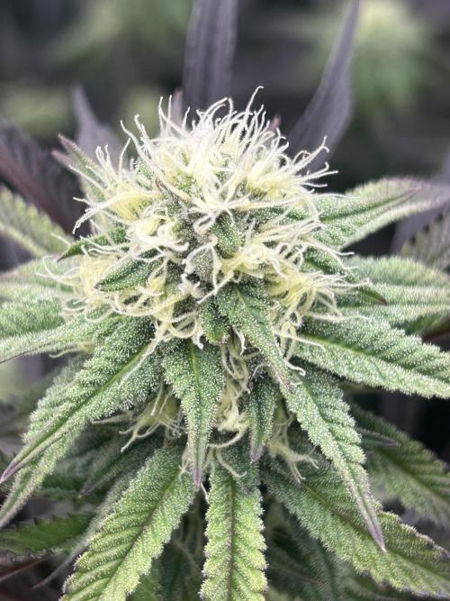 Pina Colada. Week 10