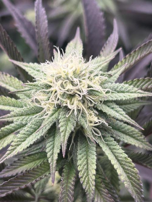 Pina Colada. Week 10