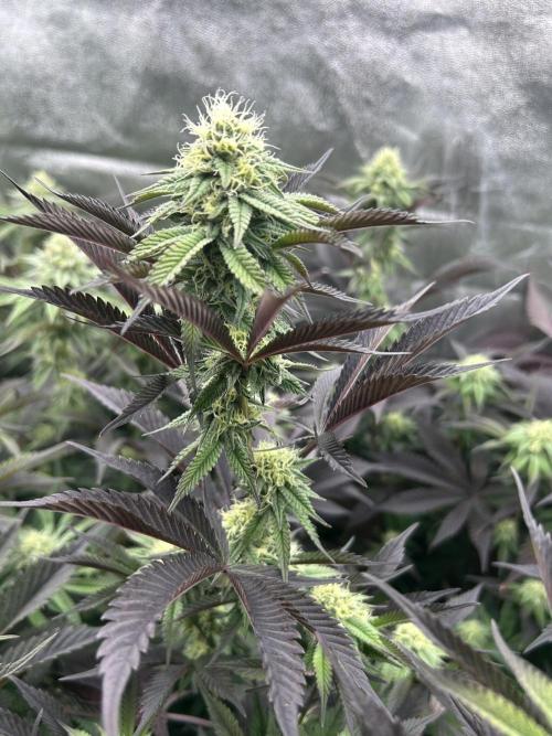 Pina Colada. Week 10