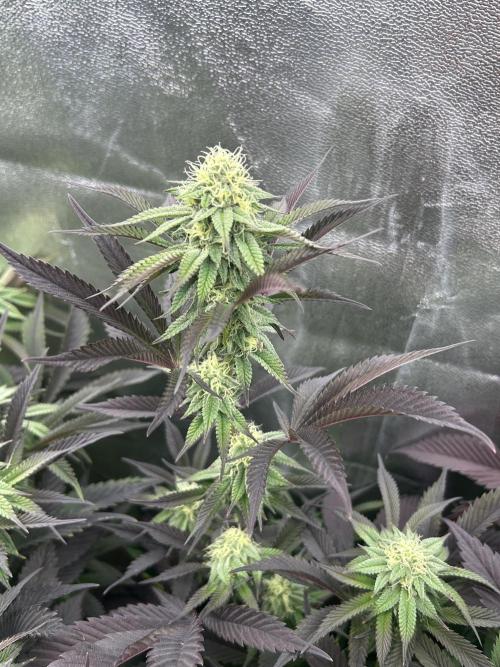 Pina Colada. Week 10