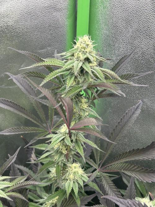 Pina Colada. Week 10