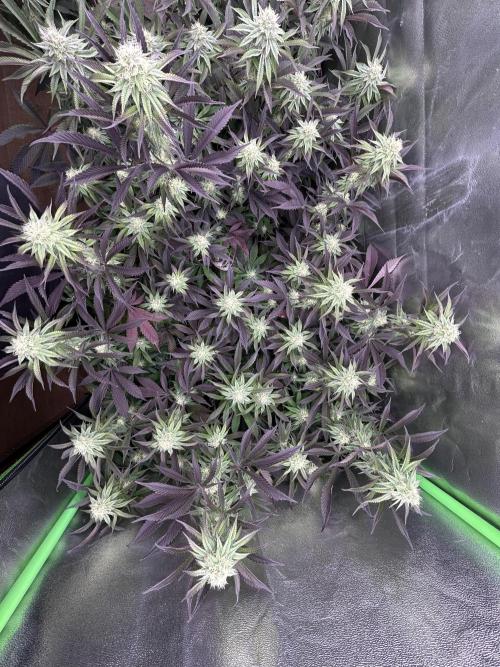 Pina Colada. Week 10