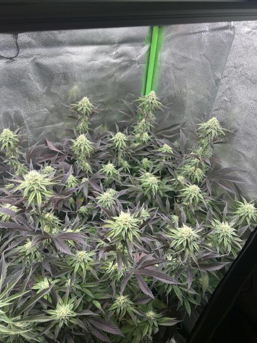 Pina Colada. Week 10