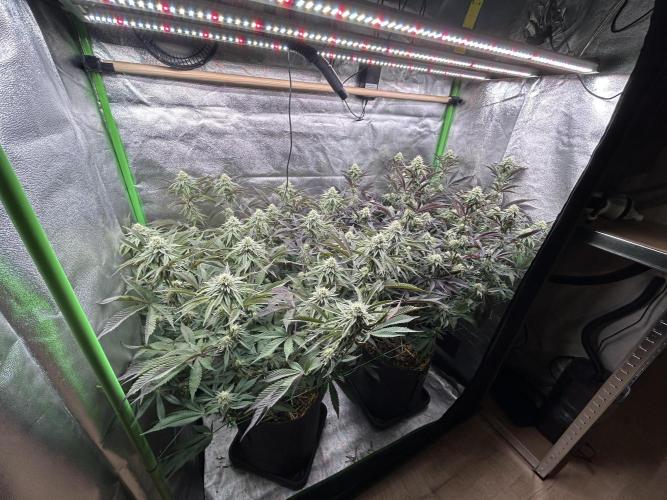 Pina Colada. Week 10