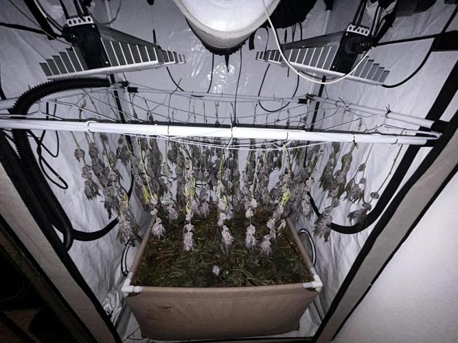 Super Buff Cherry #26 - no-till. Week 14