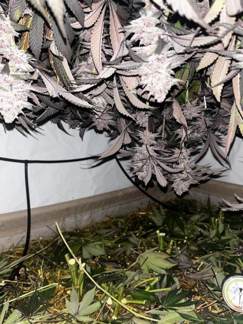 Super Buff Cherry #26 - no-till. Week 14