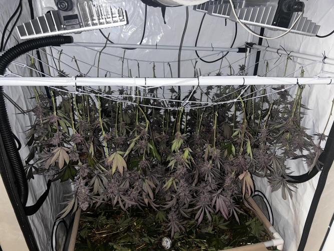 Super Buff Cherry #26 - no-till. Week 14