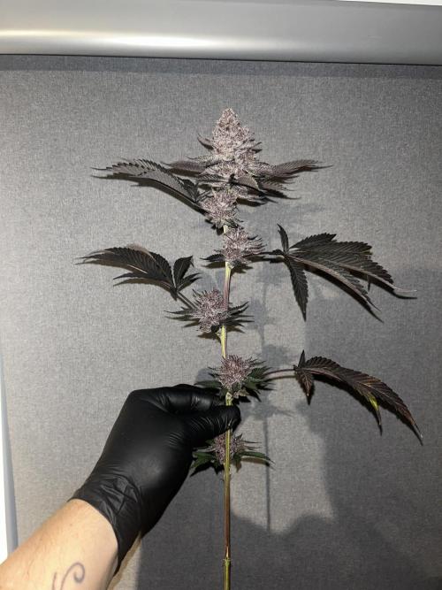 Super Buff Cherry #26 - no-till. Week 14