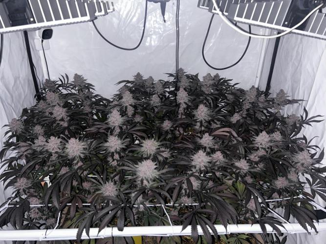 Super Buff Cherry #26 - no-till. Week 14