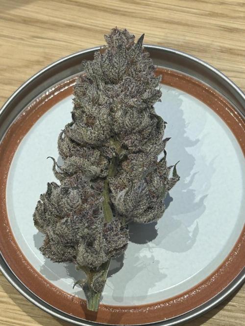 Super Buff Cherry #26 - no-till. Week 14