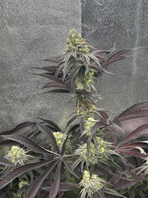 Pina Colada. Week 12