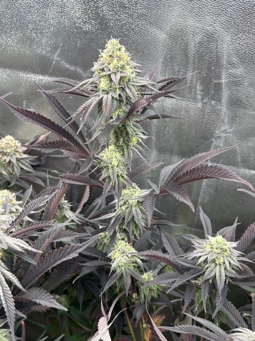 Pina Colada. Week 12