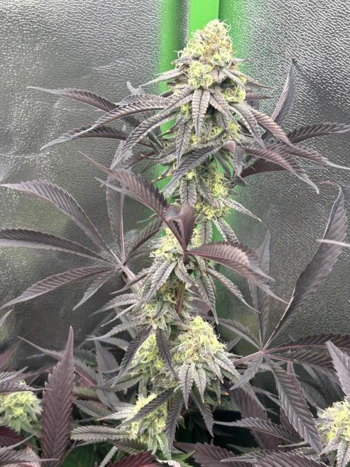 Pina Colada. Week 12