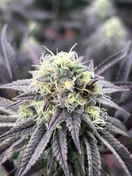 Pina Colada. Week 12