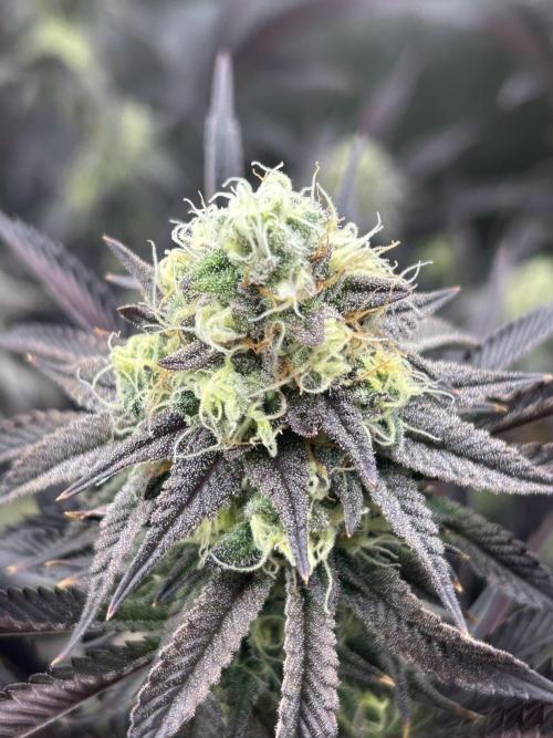 Pina Colada. Week 12