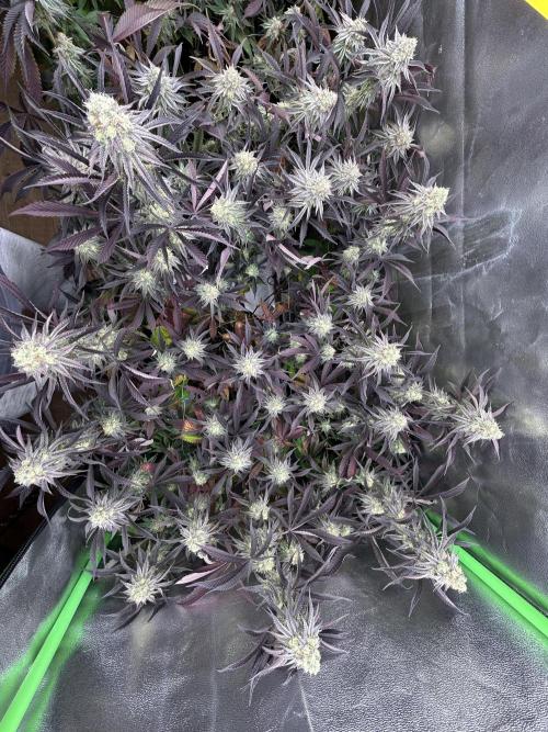 Pina Colada. Week 12