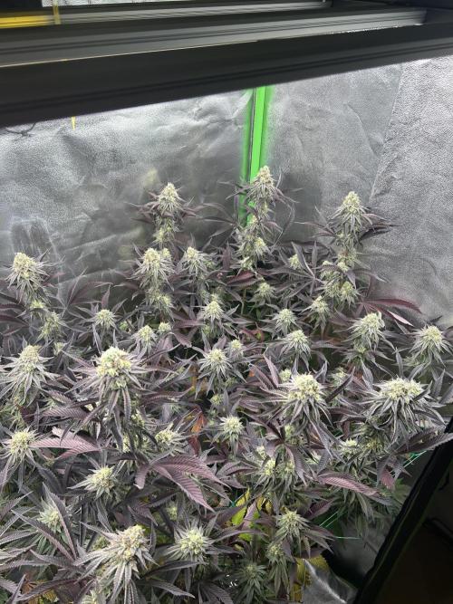 Pina Colada. Week 12