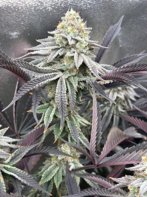 Permanent Chimera #35. Week 12