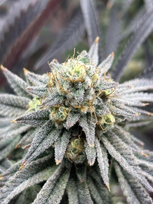 Permanent Chimera #35. Week 12