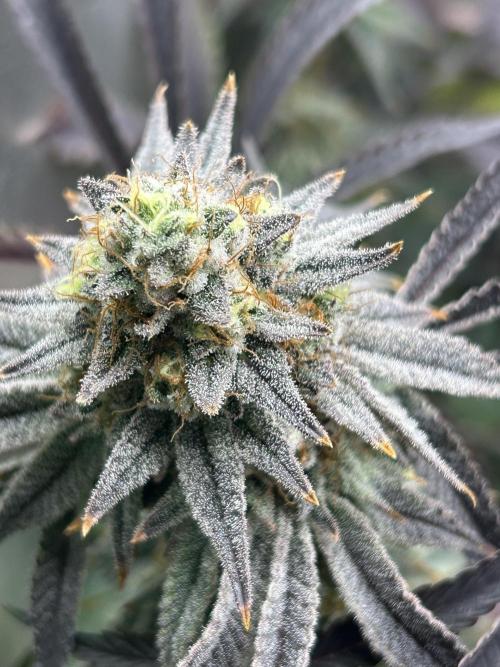 Permanent Chimera #35. Week 12