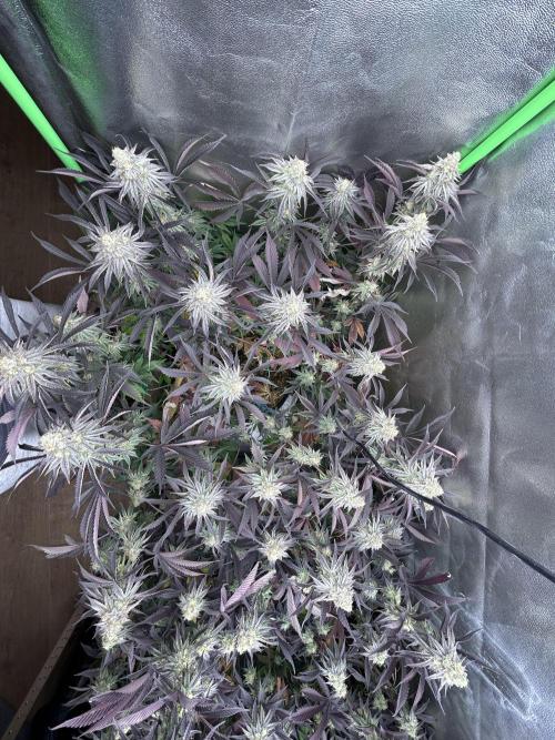 Permanent Chimera #35. Week 12