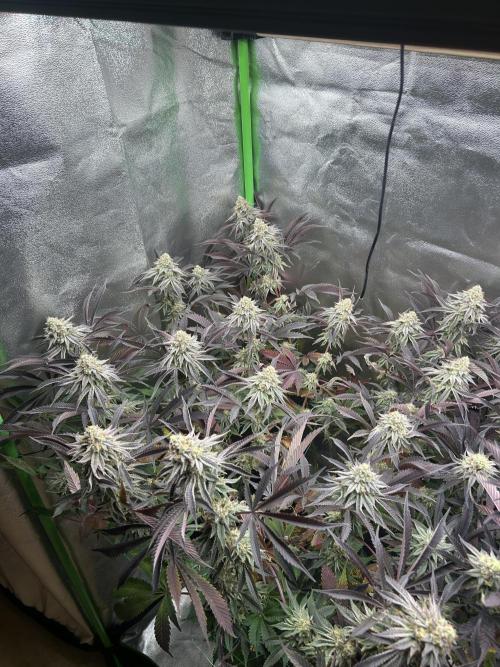 Permanent Chimera #35. Week 12