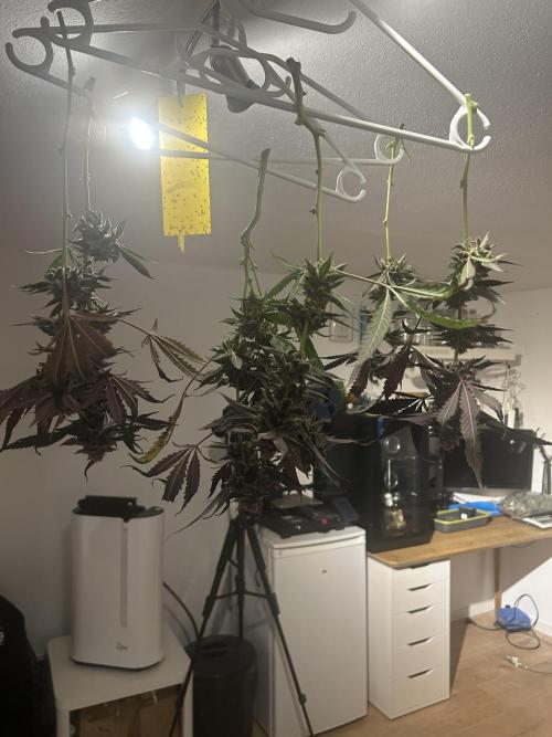 Bananaconda #4. Week 14