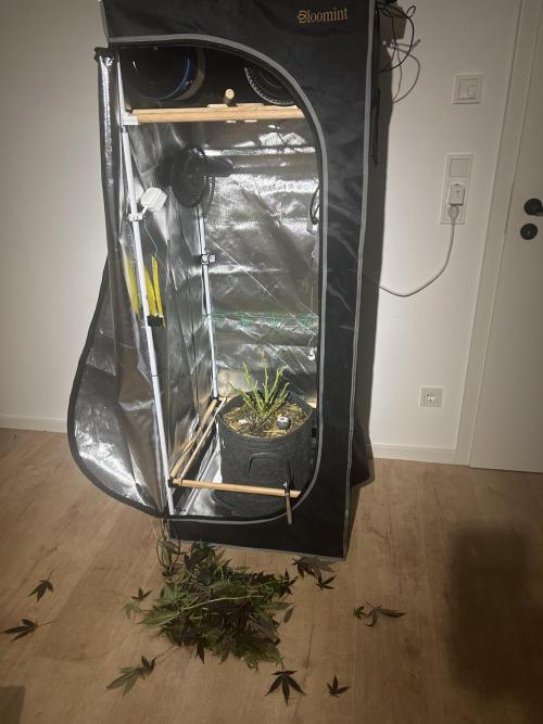 Bananaconda #4. Week 14