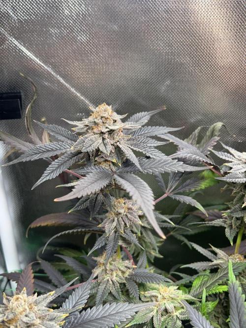 Bananaconda #4. Week 14