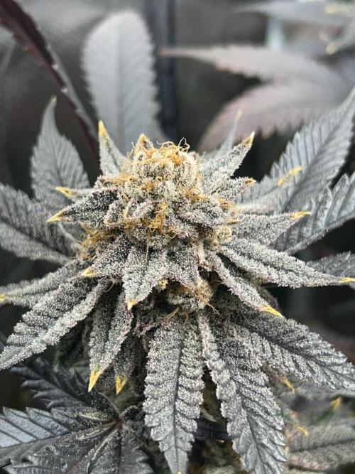 Bananaconda #4. Week 14