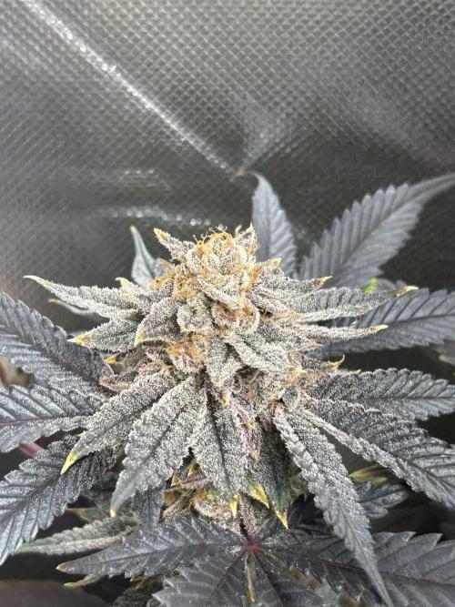 Bananaconda #4. Week 14