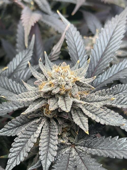 Bananaconda #4. Week 14