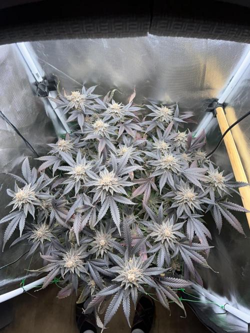 Bananaconda #4. Week 14