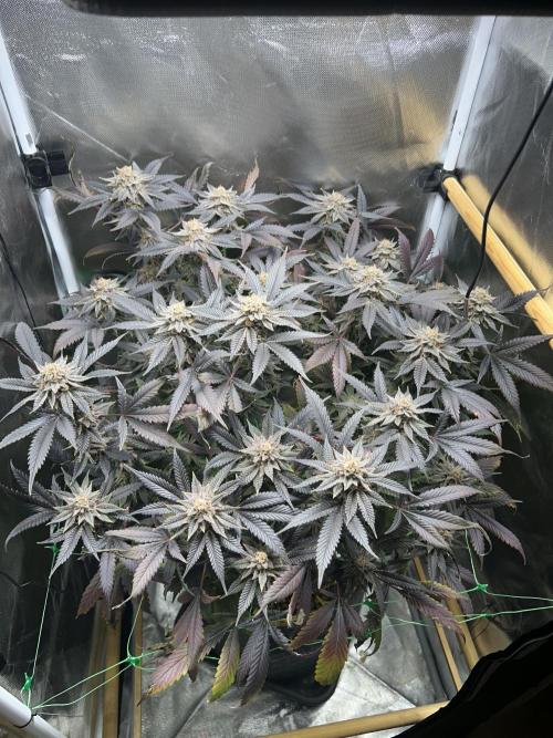 Bananaconda #4. Week 14