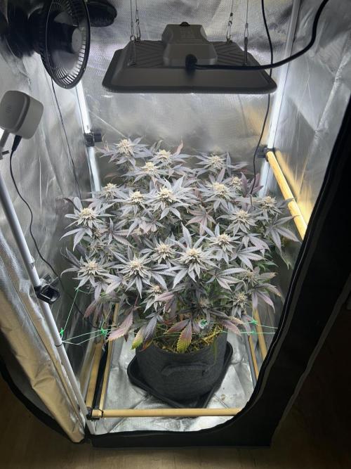 Bananaconda #4. Week 14