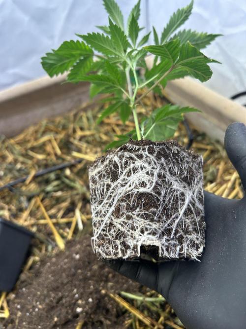 Thin Mintz x Jealousy - no till. Week 5