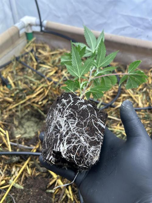 Thin Mintz x Jealousy - no till. Week 5