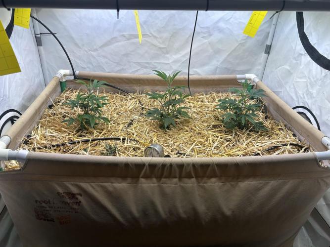Thin Mintz x Jealousy - no till. Week 5