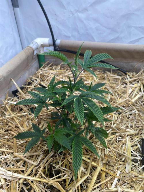 Thin Mintz x Jealousy - no till. Week 5