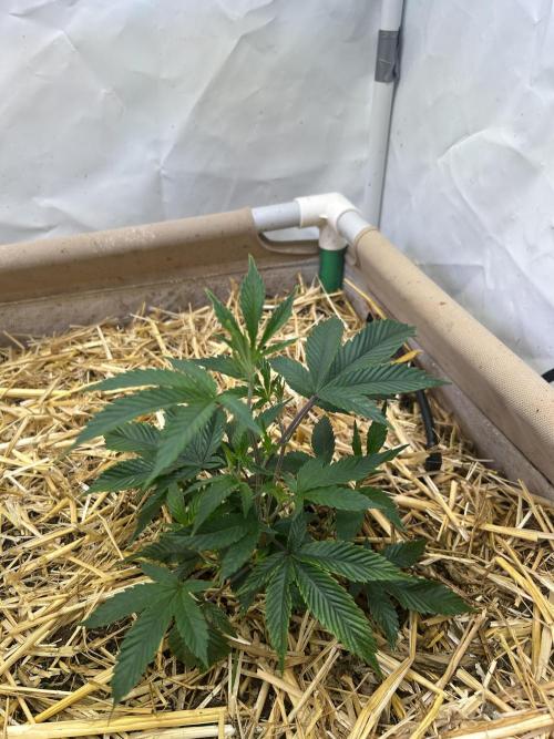 Thin Mintz x Jealousy - no till. Week 5